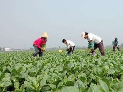 食品安全檢測(cè)儀：大力推行蔬菜標(biāo)準(zhǔn)化生產(chǎn)