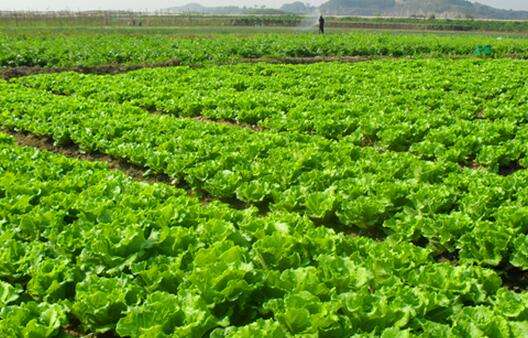 農藥殘留超標，不用怕，食品安全檢測儀幫您檢測