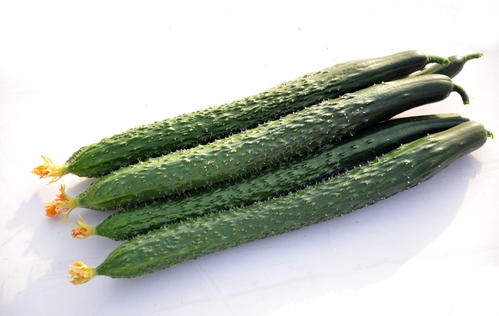 冬季來臨，黃瓜種植應(yīng)該采取哪些措施