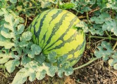 為什么需要配備多功能食品安全速測(cè)儀？