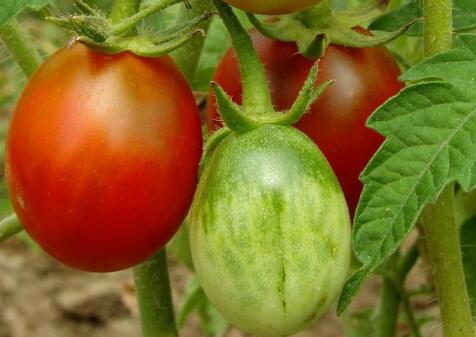 農殘快速檢測儀