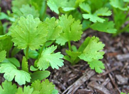 農(nóng)藥殘留速測儀